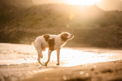 Dog standing on beach