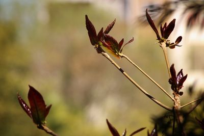 Close-up of red flowering plant