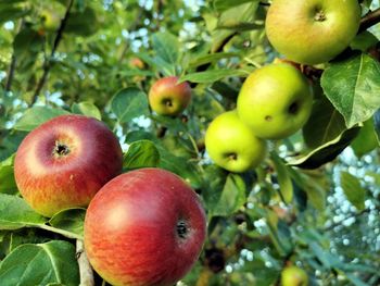 Close-up of apples on tree
