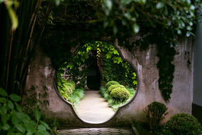 Walkway and plants seen through design