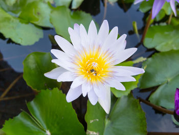 Close-up of purple lotus water lily in pond