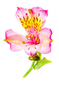 Close-up of pink flower against white background