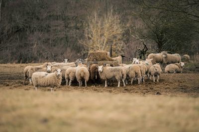 Sheep grazing on field