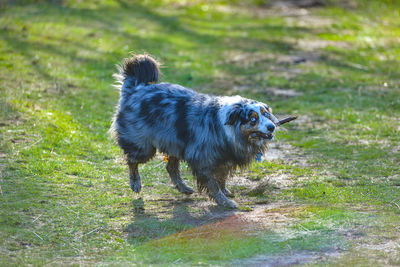 Dogs running on field