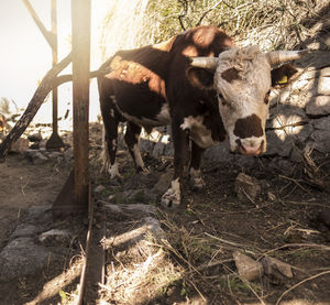 Cows standing in a field