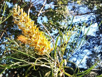 Close-up of yellow flower tree