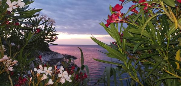 Close-up of flowering plants by sea against sky