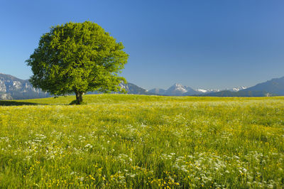 Scenic view of field against clear sky