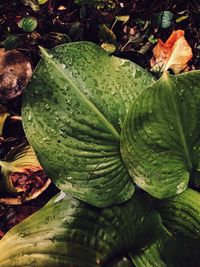 Close-up of raindrops on leaves