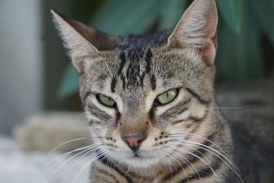 Close-up portrait of a cat