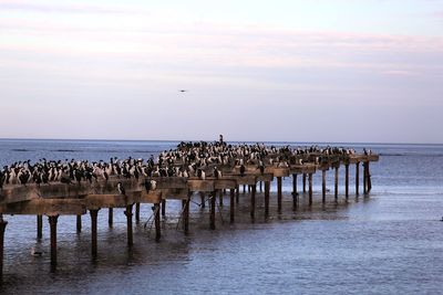Flock of birds on the pier in punta arenas in patagonia, chile