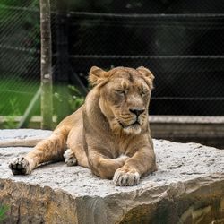 Full length of lioness relaxing on rock at zoo