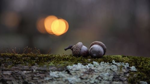 Close-up of a bird on land
