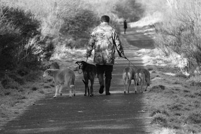 Rear view of a man walking with dogs on street
