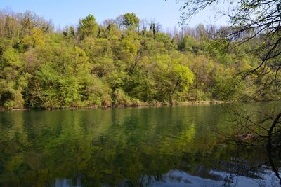 Scenic view of lake in forest