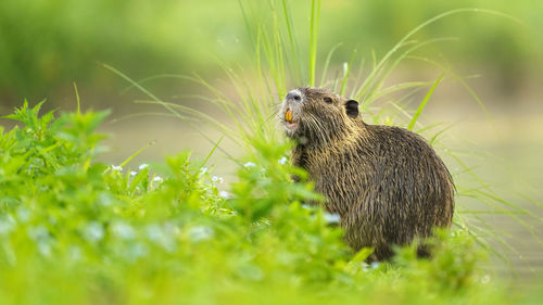 Nutria sitting in the grass at the edge of a pond