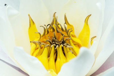 Close-up of yellow flowering plant