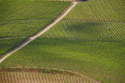 High angle view of vineyard 