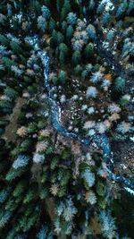 High angle view of plants growing by sea