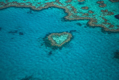 High angle view of coral in sea