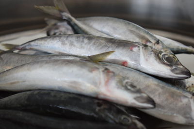 Close-up of fish for sale in market