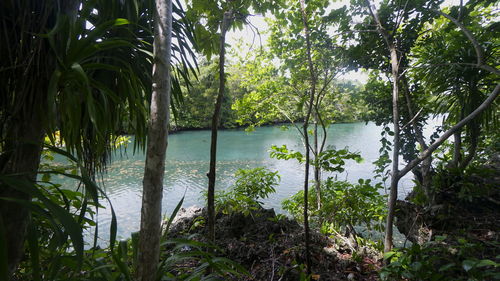 Scenic view of lake against trees