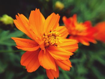 Close-up of orange flower blooming outdoors