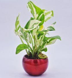 Close-up of potted plant against white background