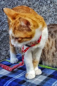 Close-up of a cat looking away