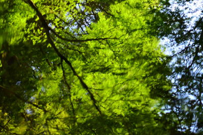 Low angle view of tree in water