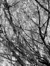 Low angle view of flower tree against sky