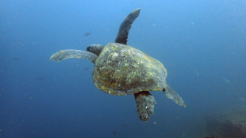 Close-up of turtle swimming in sea