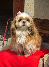 Portrait of dog relaxing outdoors