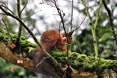 Low angle view of monkey on tree in forest