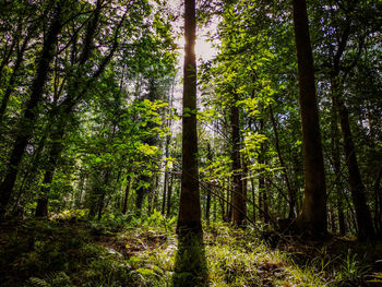 Trees growing in forest