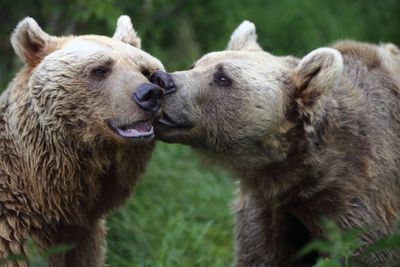 Close-up of bears