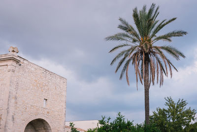 Low angle view of palm trees against sky