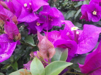 Close-up of pink flower