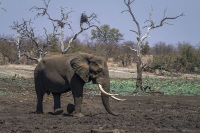 Side view of elephant walking on land