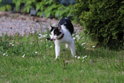 Full length of a cat on field