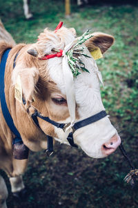 Prize winner at cows fair of mountain breeders