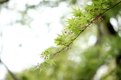 Close-up of plant