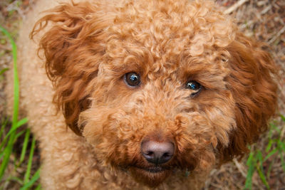 Close-up portrait of cockapoo