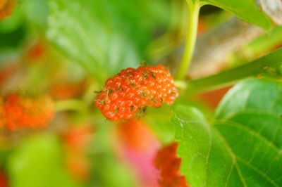 Close-up of red flowering plant