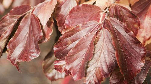 Close-up of dried leaves on plant during autumn