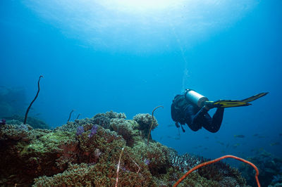 Scuba diving in sea