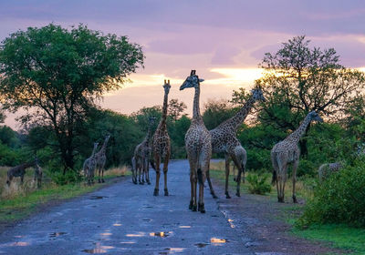 View of horse standing on road against sky