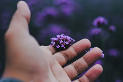 Close-up of hand holding purple flower