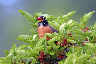 Close-up of bird perching on plant