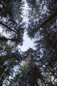 Low angle view of trees against sky